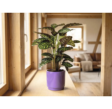 Plantă de interior Calathea într-un ghiveci mov pe un pervaz de lemn într-o cameră de zi luminoasă și modernă.