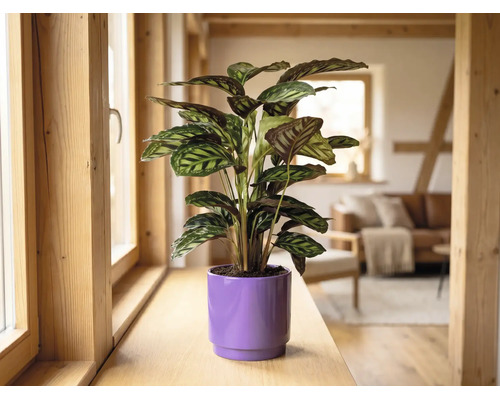 Plantă de interior Calathea într-un ghiveci mov pe un pervaz de lemn într-o cameră de zi luminoasă și modernă.