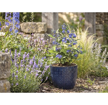 Plantă de barbă albastră într-un ghiveci de ceramică albastru cu model într-o grădină luminoasă cu lavandă și ierburi ornamentale.