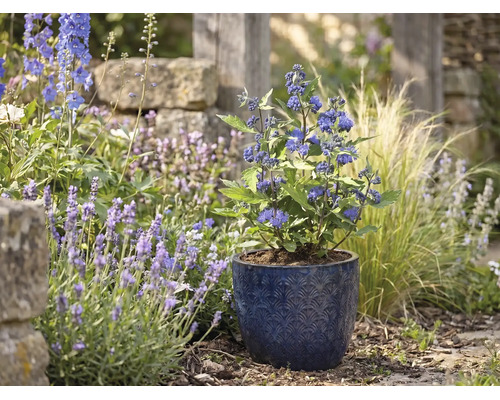 Plantă de barbă albastră într-un ghiveci de ceramică albastru cu model într-o grădină luminoasă cu lavandă și ierburi ornamentale.