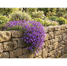 Aubrieta cu flori mov care crește în cascadă peste un zid din piatră naturală într-o grădină.