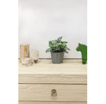 Plantă artificială în ghiveci gri, trei sfeșnice din lemn de mesteacăn și figurină din sticlă verde pe o bufetă din lemn deschis.