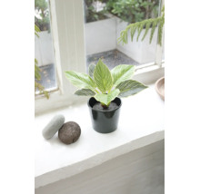 Philodendron Birkin artificial în ghiveci pe un pervaz cu pietre decorative.