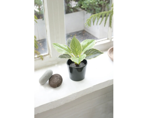 Philodendron Birkin artificial în ghiveci pe un pervaz cu pietre decorative.