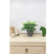 Plantă artificială Monstera adansonii în ghiveci gri pe o comodă din lemn cu suporturi de lumânări din mesteacăn și figurină din sticlă.