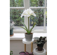Amaryllis artificial alb în ghiveci gri pe un suport din lemn alb într-un interior luminos și organizat, lângă fereastră.