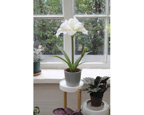 Amaryllis artificial alb în ghiveci gri pe un suport din lemn alb într-un interior luminos și organizat, lângă fereastră.