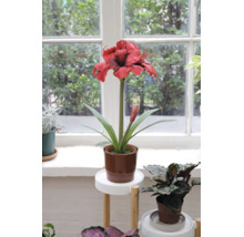 Amaryllis artificială cu floare roșie în ghiveci maro pe un suport pentru plante în fața unei ferestre.