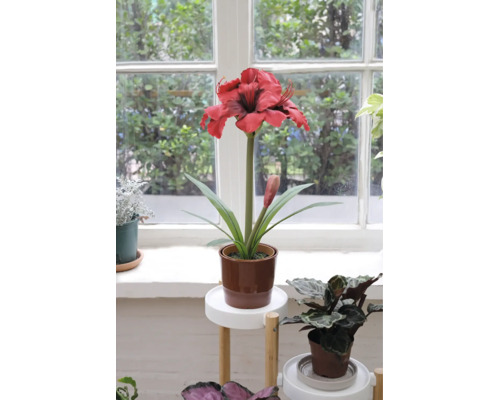 Amaryllis artificială cu floare roșie în ghiveci maro pe un suport pentru plante în fața unei ferestre.