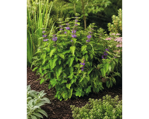 Caryopteris înflorit cu frunze verzi și flori mici violete într-un strat de grădină cu mulci.