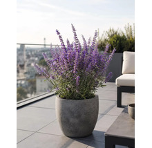 Ghiveci mare gri cu aspect de piatră cu plantă de Perovskia violet înflorită pe o terasă modernă pe acoperiș cu gresie.