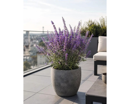 Ghiveci mare gri cu aspect de piatră cu plantă de Perovskia violet înflorită pe o terasă modernă pe acoperiș cu gresie.