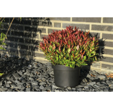 Photinia fraseri Little Red Robin într-un ghiveci negru pe pietriș de ardezie gri în fața unui perete de cărămidă.