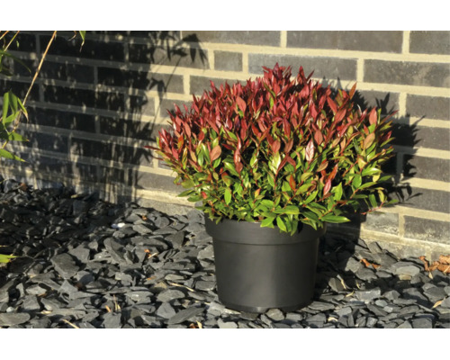 Photinia fraseri Little Red Robin într-un ghiveci negru pe pietriș de ardezie gri în fața unui perete de cărămidă.