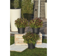 Trei plante Leucothoe în ghivece de plastic negre pe o lădiță de lemn rustică într-o grădină luminoasă.