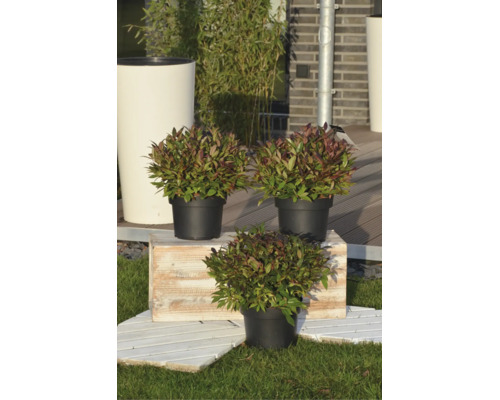 Trei plante Leucothoe în ghivece de plastic negre pe o lădiță de lemn rustică într-o grădină luminoasă.