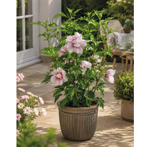 Hibiscus de grădină înflorit într-un ghiveci decorativ pe o terasă luminoasă cu frunze verzi și flori deschise la culoare.
