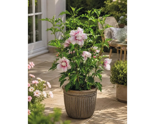 Hibiscus de grădină înflorit într-un ghiveci decorativ pe o terasă luminoasă cu frunze verzi și flori deschise la culoare.