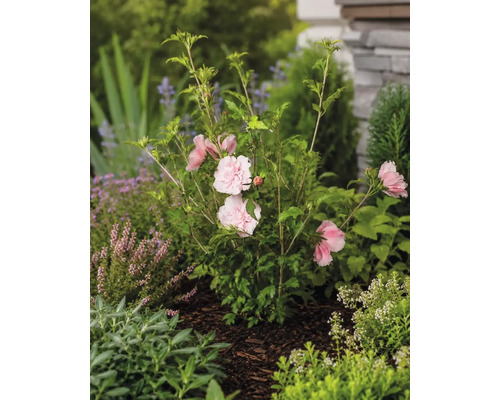 Hibiscus de grădină Hibiscus syriacus cu flori duble roz deschis în rond de grădină cu mulci.