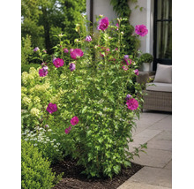 Hibiscus de grădină înflorit cu flori magenta pe o terasă pavată în grădină.