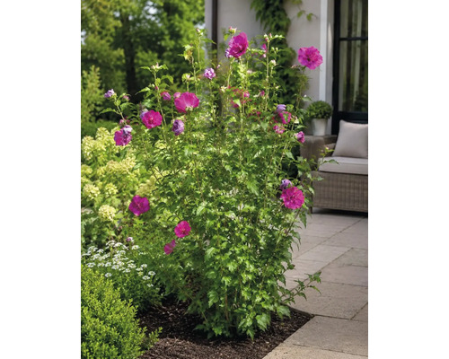 Hibiscus de grădină înflorit cu flori magenta pe o terasă pavată în grădină.