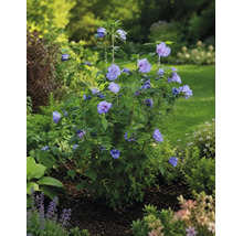 Hibiscus de grădină înflorit Hibiscus syriacus cu flori albastru-violet într-un rond de flori luminos.