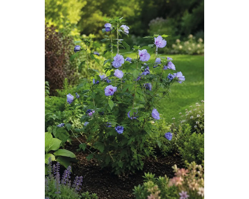 Hibiscus de grădină înflorit Hibiscus syriacus cu flori albastru-violet într-un rond de flori luminos.
