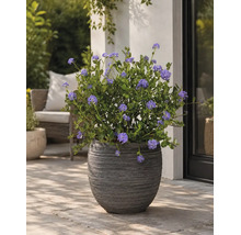 Ghiveci texturat de culoare închisă cu Ceanothus înflorit pe o terasă pavată lângă un perete.