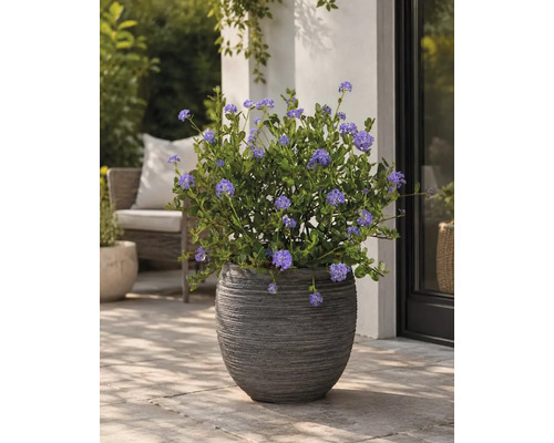 Ghiveci texturat de culoare închisă cu Ceanothus înflorit pe o terasă pavată lângă un perete.