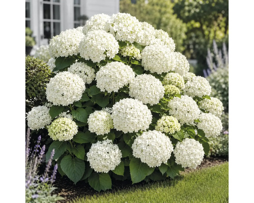 Hortensie albă în grădină, arbust înflorit cu inflorescențe mari sferice și frunziș verde.
