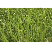 Vedere de aproape a firelor de iarbă verde de pe un gazon.