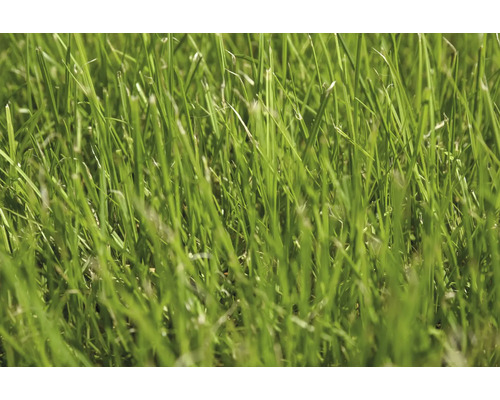 Vedere de aproape a firelor de iarbă verde de pe un gazon.
