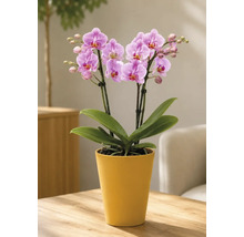Scenă luminoasă cu orhidee Phalaenopsis în ghiveci ceramic galben pe masă de lemn. Planta are flori roz și frunze verzi.