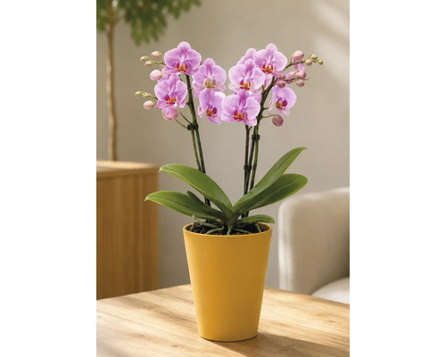 Scenă luminoasă cu orhidee Phalaenopsis în ghiveci ceramic galben pe masă de lemn. Planta are flori roz și frunze verzi.