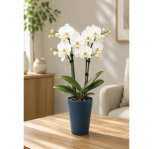 Orhidee Phalaenopsis albă înflorită într-un ghiveci albastru închis pe o masă din lemn într-o sufragerie luminoasă și ordonată.