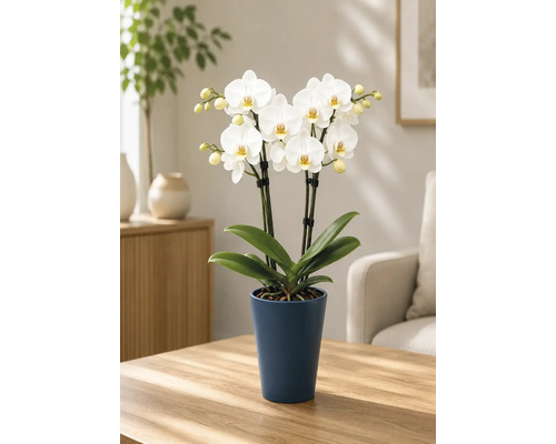 Orhidee Phalaenopsis albă înflorită într-un ghiveci albastru închis pe o masă din lemn într-o sufragerie luminoasă și ordonată.