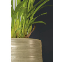 Mască ghiveci Passion for Pottery Sierra ceramică Ø 20 cm H 19 cm auriu