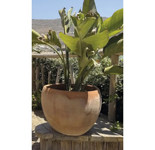 Strelitzia într-un ghiveci rotund de teracotă pe o terasă din lemn în fața unui gard viu.