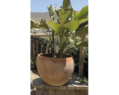 Strelitzia într-un ghiveci rotund de teracotă pe o terasă din lemn în fața unui gard viu.