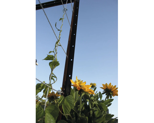 Stâlp metalic pentru plante cățărătoare cu cabluri de susținere și floarea-soarelui galbenă în grădină.