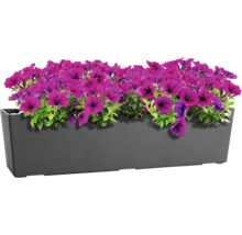 Jardiniera dreptunghiulara din material plastic cu petunii mov