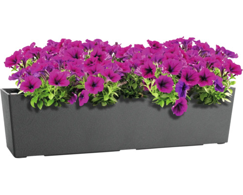 Jardiniera dreptunghiulara din material plastic cu petunii mov