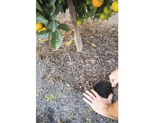 Un bărbat instalează un inel de irigare în jurul unui copac din grădină.