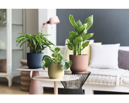 Plante de apartament decorative în ghivece structurate pe măsuțe laterale într-o sufragerie.