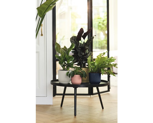 Patru plante de apartament în ghivece decorative pe o masă neagră