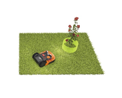 Robot de tuns iarba pe gazon cu tufă de trandafiri