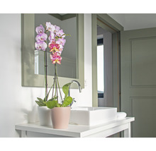 Orhidee fluture FloraSelf Phalaenopsis Hybrid H 60-65 cm ghiveci Ø 12 cm 2 tije diferite culori-thumb-5