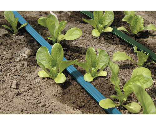 Sistem de irigare cu plante de salată într-un strat de grădină