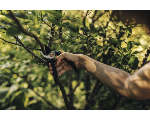 Persoană tăind o ramură cu o foarfecă de grădinărit.