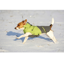 Jack Russell Terrier cu haină de câine alergând în zăpadă